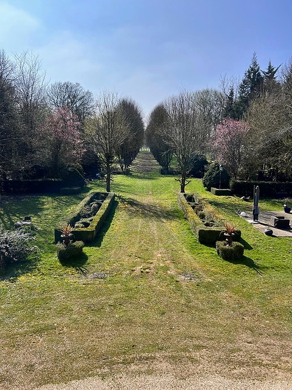 Allée en perspective bordée de haies taillées, cerisiers en fleurs au printemps